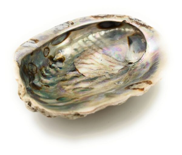 La coquille d'Ormeau Garaulion